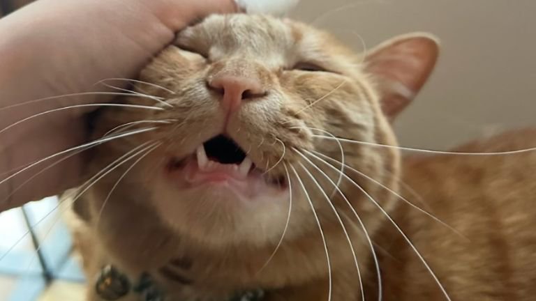 室内にいる猫