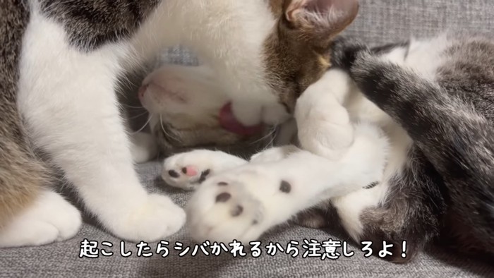 寝ている猫をなめる猫