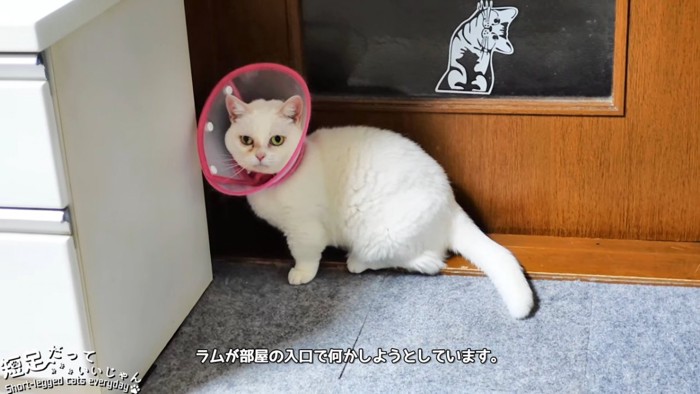 座る猫