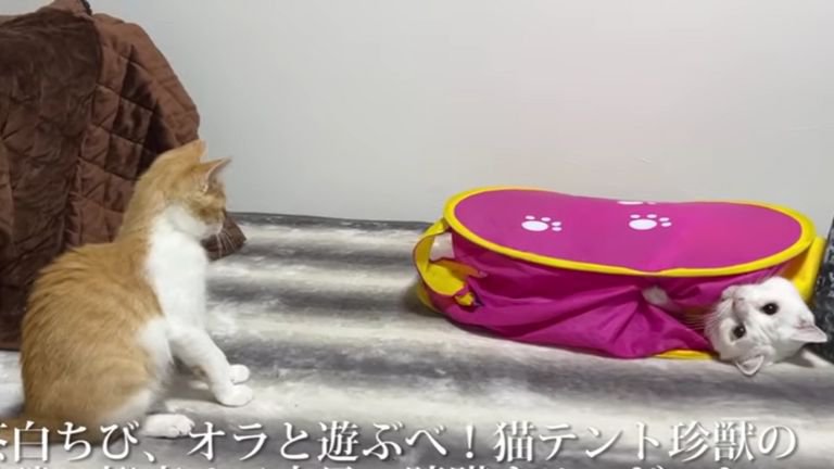 白猫と遊んでいる子猫