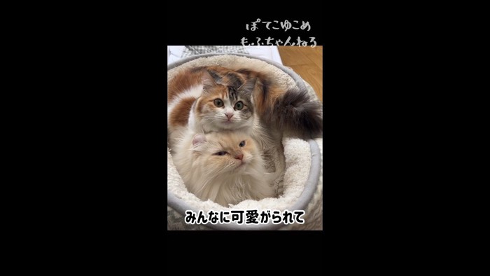 みんなに可愛がられて