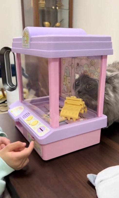 クレーンゲームで遊んでいる子供を見つめる猫