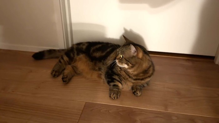 横を向くメルくん