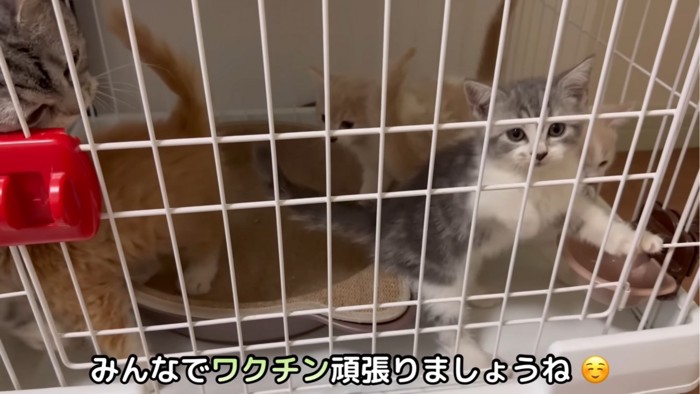 ケージの中で動き回る猫たち