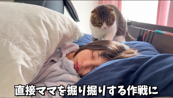 女性の寝顔を見つめる猫