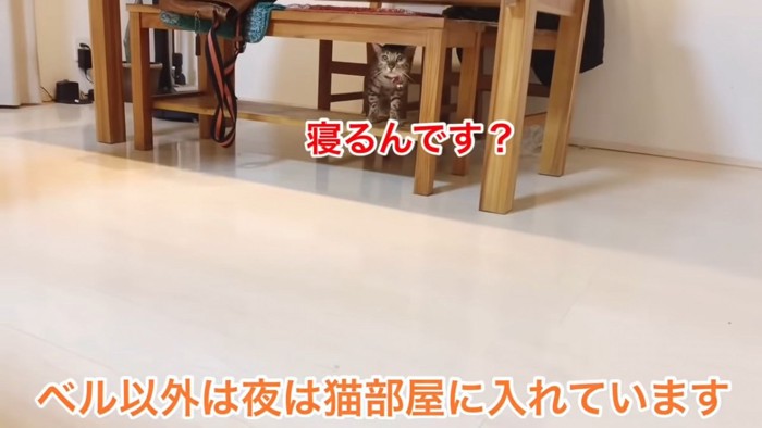 イスの下にいる猫