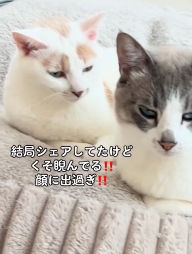 隣に座る猫