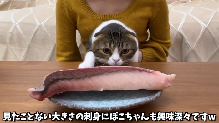 大きな刺身のにおいを嗅ぐ猫