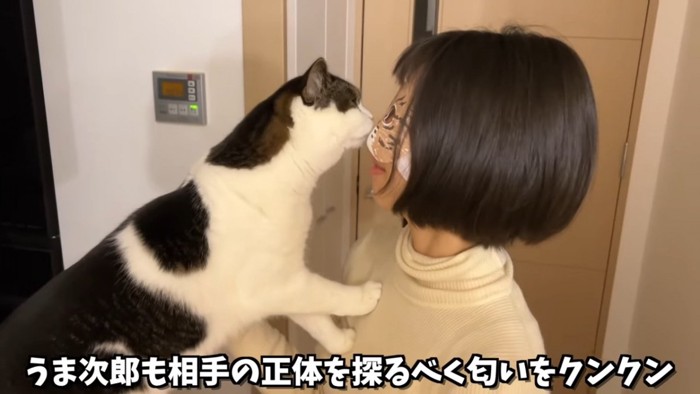 アイマスクのにおいを嗅ぐ立ち耳の猫