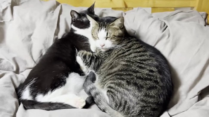 白黒猫ちゃんとキジ白猫ちゃん