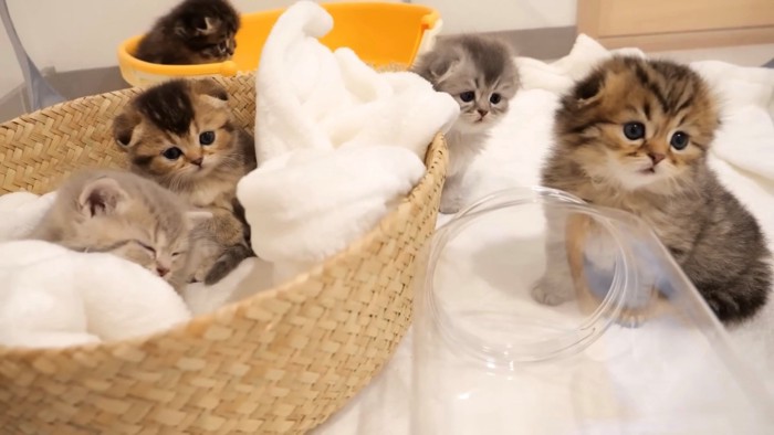 トイレ、ベッド、床と好きに移動する子猫たち