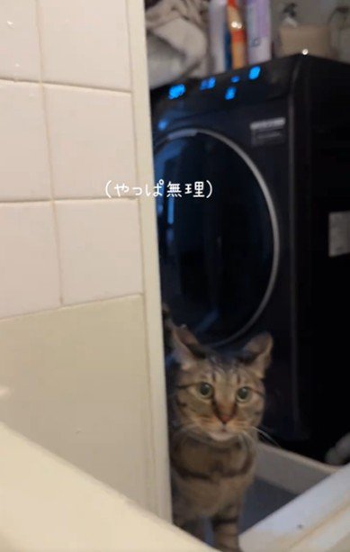 お風呂場を覗き込んでいる猫