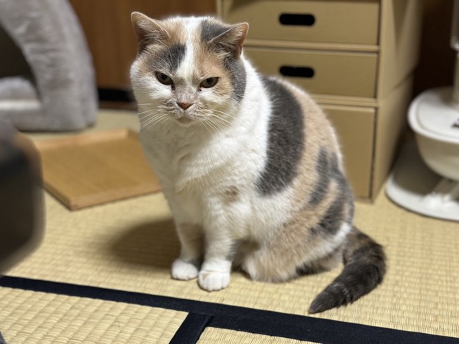 ホタルイカを狙うねねちゃん