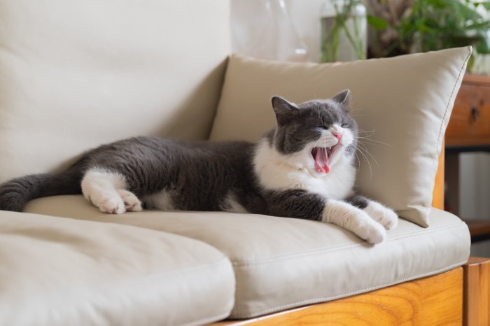 あくびする猫