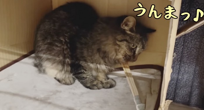 おやつを食べる子猫