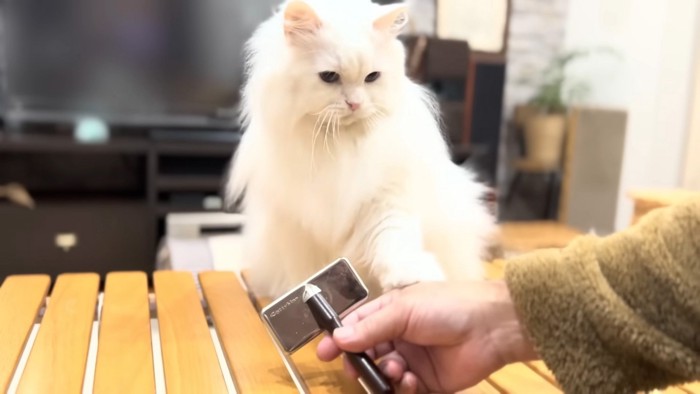 パパさんの手を叩くシロちゃん