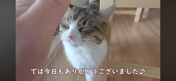 目を閉じる猫