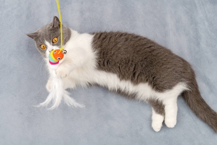 猫じゃらしを捕まえる猫