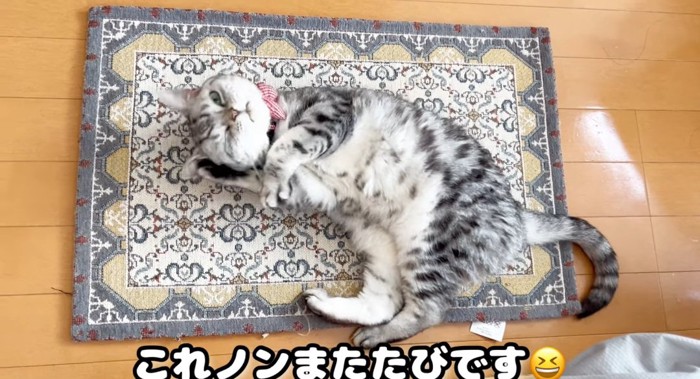 マットの上の猫