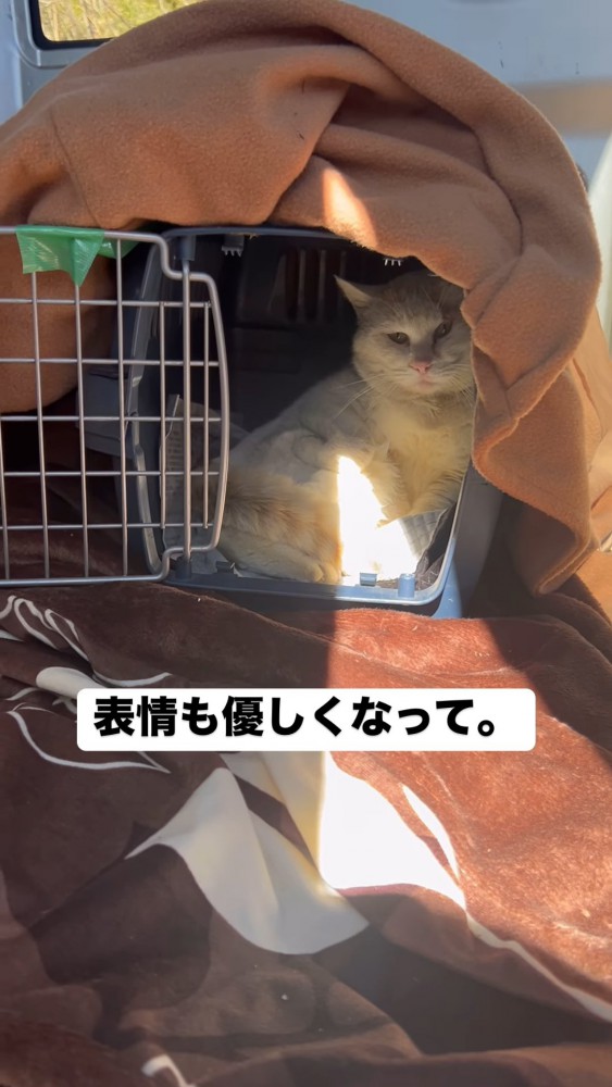 キャリーの中にいる猫