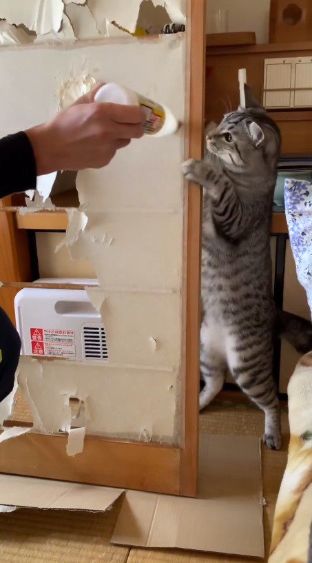 障子に手をかけて立ち上がる猫