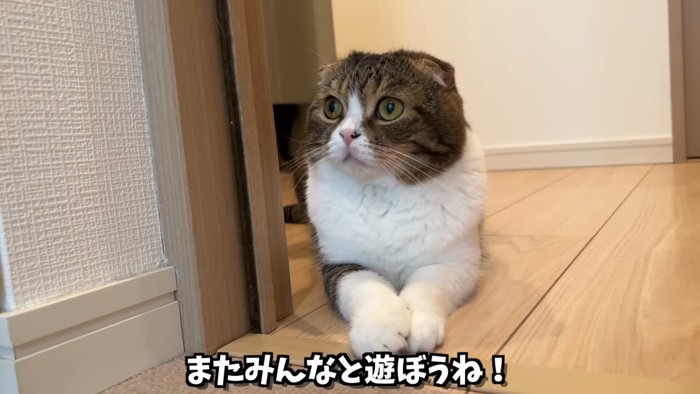 座る折れ耳猫