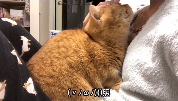 飼い主に頭を撫でられて目を細める猫