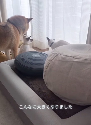 柴犬に集まる2匹の子猫