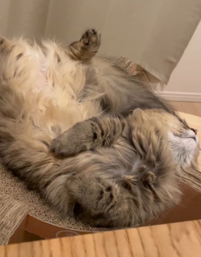 ベッド型爪研ぎの上で眠る猫