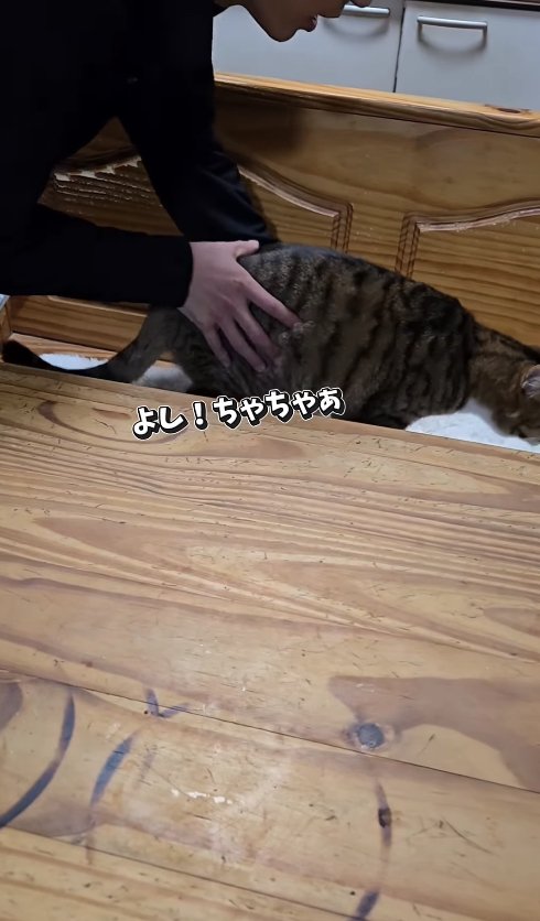 後ろを向いている猫を抱き上げようとしている子供