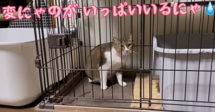 ケージの中から外を見ている猫