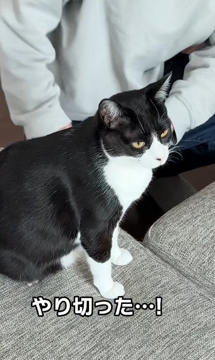 ドヤ顔の猫