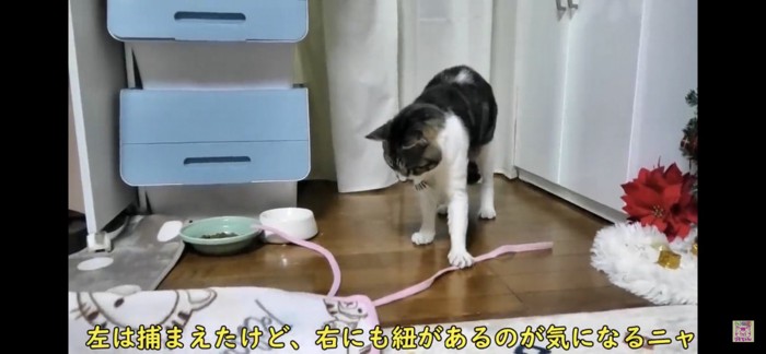 紐を触る猫