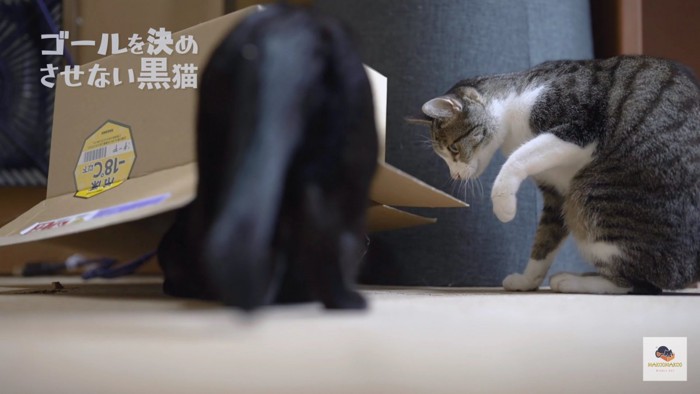 箱を気にする黒猫とキジシロ