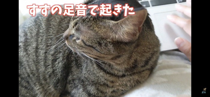 起きる猫