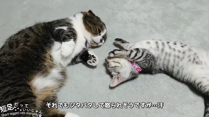 前足を上げる子猫