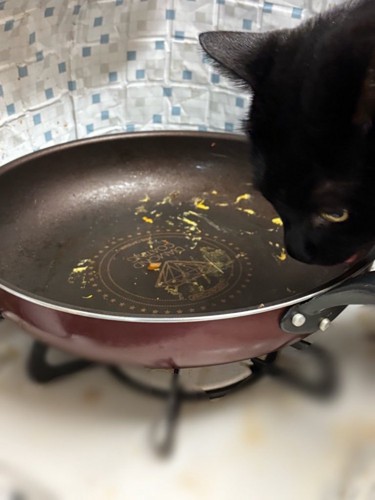 フライパンの匂いを嗅ぐ猫