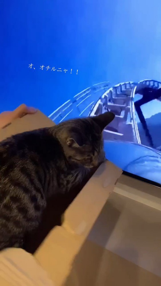 横を向く猫