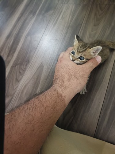人の手を噛む子猫