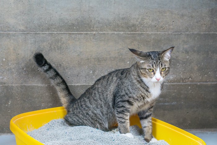 猫用のトイレでおしっこをしている猫