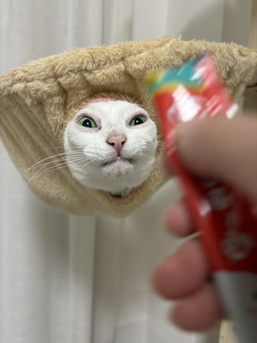 ハンモックから顔を出す猫