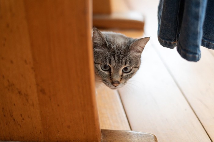 一定の距離を保つ猫