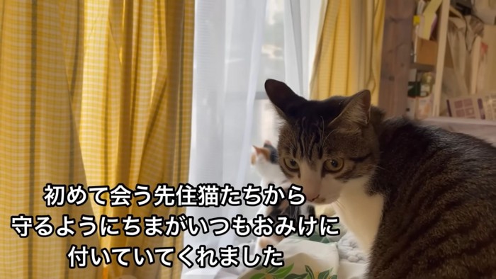 テロップ「初めて会う先住猫たちから～」