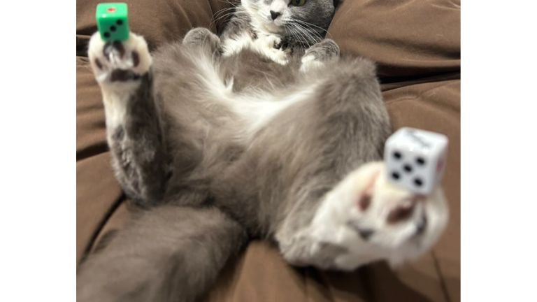 猫とサイコロ