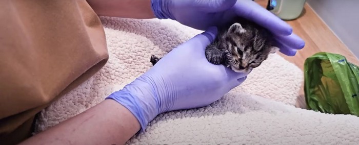 抱かれている子猫