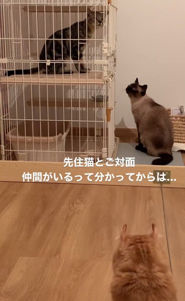 ケージの中にいる猫を見る猫たち