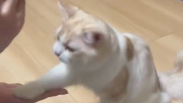 投薬中の猫