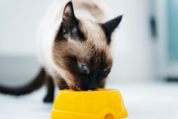 黄色のお皿で食べる猫