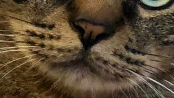 キジトラ猫の口