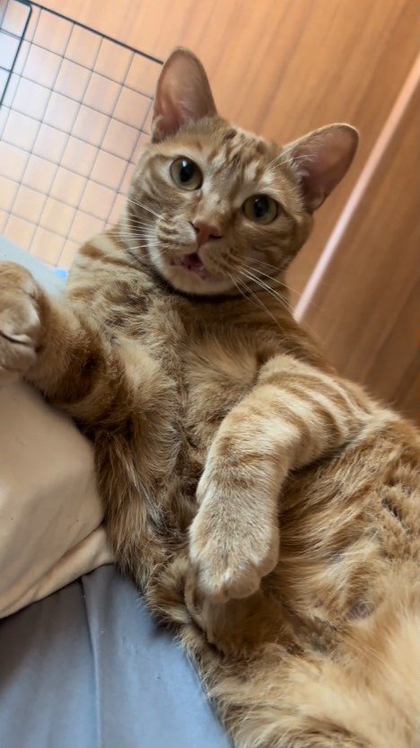 口を丸く開けている猫